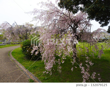 赤穂城跡の枝垂れ桜(兵庫県赤穂市) 赤穂城跡の枝垂れ桜(兵庫県赤穂市) 132079125