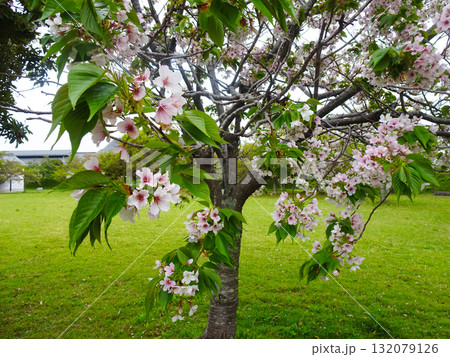 赤穂城跡の大島桜(兵庫県赤穂市) 赤穂城跡の大島桜(兵庫県赤穂市) 132079126