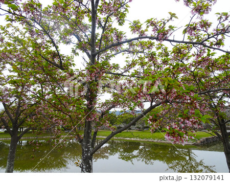 赤穂城跡の桜（兵庫県赤穂市） 132079141