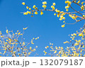 青空に映えるろうばいの花 132079187
