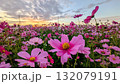 夕日に照らされるコスモス 132079191