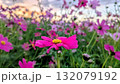 夕日に照らされるコスモス 132079192