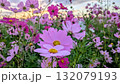 夕日に照らされるコスモス 132079193