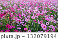 咲き乱れるコスモス 132079194