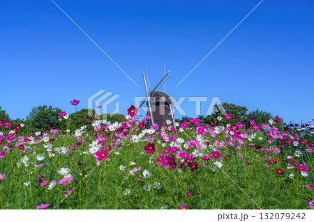 満開のコスモス越しに見る青空バックの風車の情景 満開のコスモス越しに見る青空バックの風車の情景 132079242