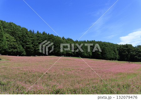 青空と赤そばの花が咲く長野県箕輪町の美しい田園風景(赤そばの里) 青空と赤そばの花が咲く長野県箕輪町の美しい田園風景(赤そばの里) 132079476