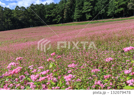 青空と赤そばの花が咲く長野県箕輪町の美しい田園風景(赤そばの里) 青空と赤そばの花が咲く長野県箕輪町の美しい田園風景(赤そばの里) 132079478