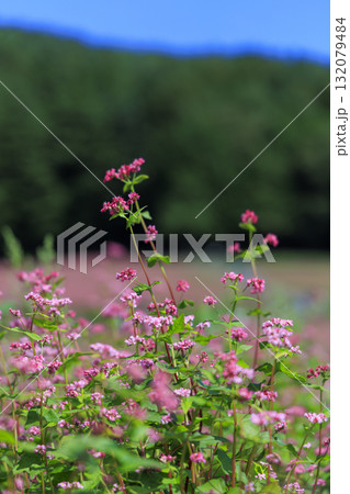 青空と赤そばの花が咲く長野県箕輪町の美しい田園風景（赤そばの里） 132079484