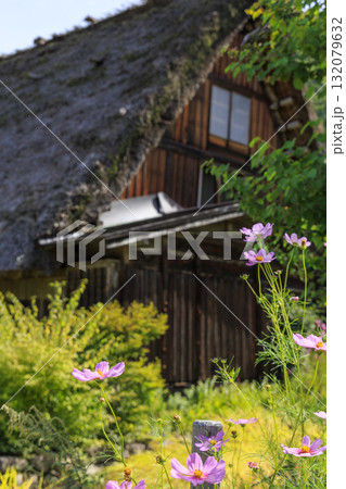 秋の白川郷合掌造りと咲き誇るコスモスの風景 秋の白川郷合掌造りと咲き誇るコスモスの風景 132079632