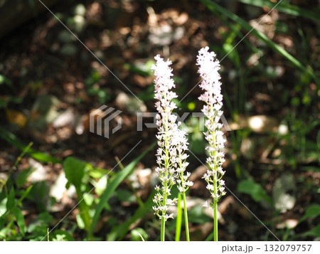 ツルボ ツルボ 132079757