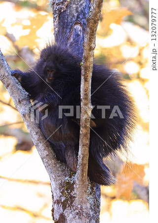 Close up of a North American porcupine portrait in the tree during the autumn, Canada 132079777