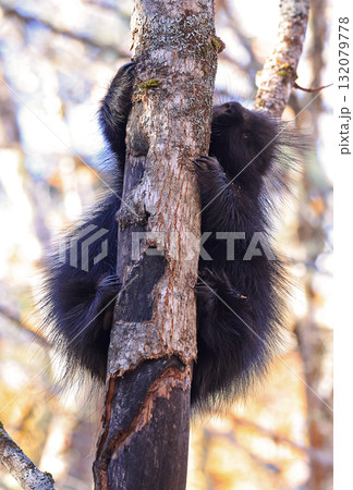 Close up of a North American porcupine portrait in the tree during the autumn, Canada 132079778