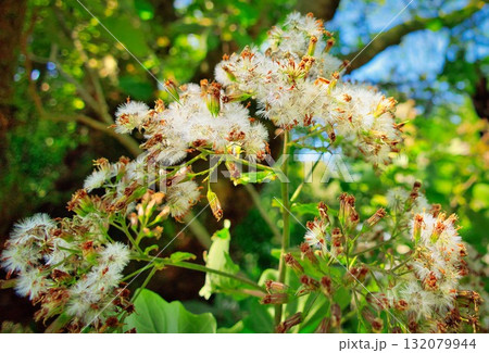 Roldana Petasitis Roldana Petasitis 132079944