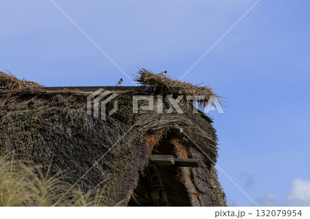 秋空の下、白川郷の合掌造り屋根に佇む小鳥たち 秋空の下、白川郷の合掌造り屋根に佇む小鳥たち 132079954