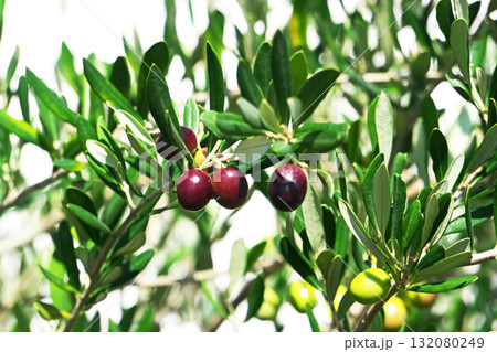 晴れの日のオリーブの実(秋、十月) 晴れの日のオリーブの実(秋、十月) 132080249