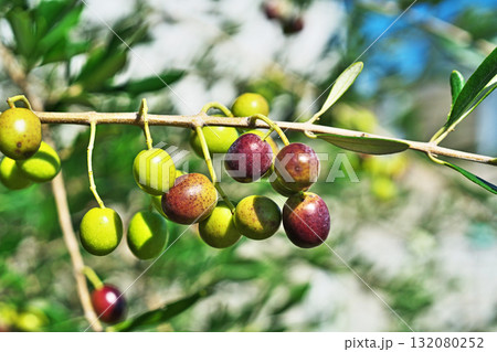 晴れの日のオリーブの実(秋、十月) 晴れの日のオリーブの実(秋、十月) 132080252