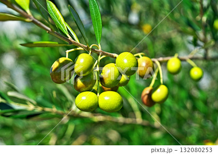 晴れの日のオリーブの実(秋、十月) 晴れの日のオリーブの実(秋、十月) 132080253