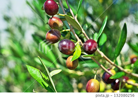 晴れの日のオリーブの実(秋、十月) 晴れの日のオリーブの実(秋、十月) 132080256