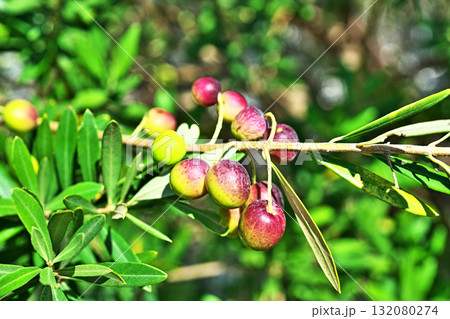晴れの日のオリーブの実(秋、十月) 晴れの日のオリーブの実(秋、十月) 132080274