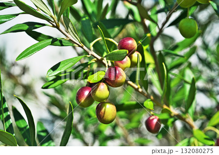 晴れの日のオリーブの実(秋、十月) 晴れの日のオリーブの実(秋、十月) 132080275