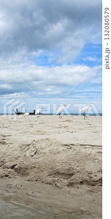 Three white egrets walking on the golden sand beach under a partly cloudy blue sky . Three white egrets walking on the golden sand beach under a partly cloudy blue sky . 132080579