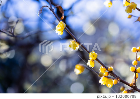 早春に咲くロウバイの花 早春に咲くロウバイの花 132080789