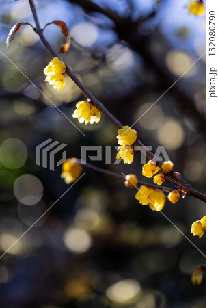 早春に咲くロウバイの花 132080790