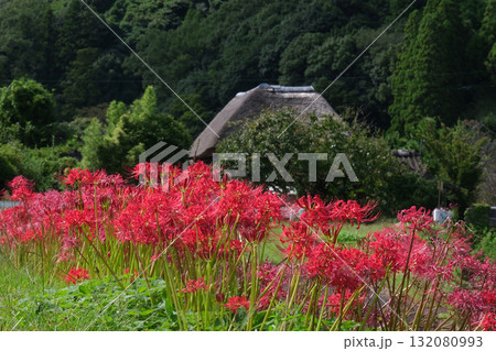 里山に咲く彼岸花 132080993