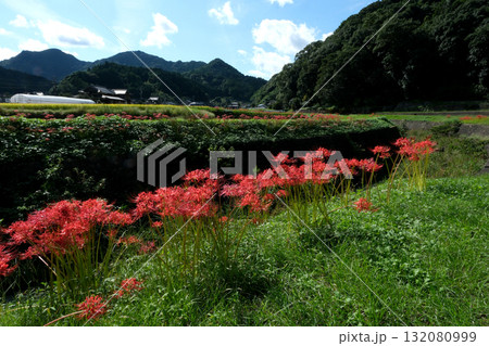里山に咲く彼岸花 132080999