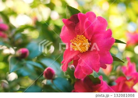 満開のサザンカの花 満開のサザンカの花 132081008