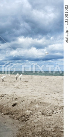 Three white egrets stand on the vast, empty, light-colored sand beach under a dark, cloudy sky.The fourth heron flies in the sky. 132081082