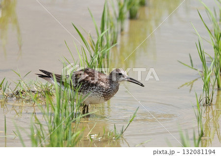 生き物　野鳥　オバシギ、水田で小さな餌を漁る。貝や甲殻類、昆虫などがお好みだそうです 132081194