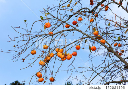 柿の木 132081196