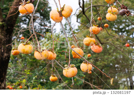 柿の木 柿の木 132081197