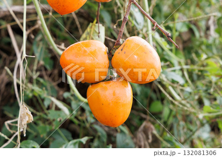 美味しそうな蜂屋柿 132081306