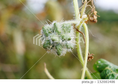 アレチウリ アレチウリ 132081486