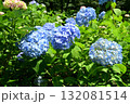 アジサイ 132081514