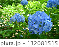 アジサイ 132081515