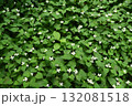 ドクダミ 132081518