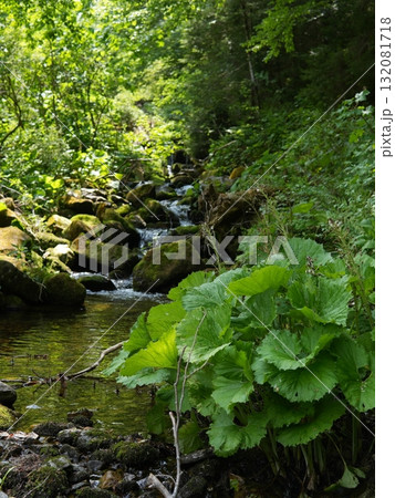 Green forest background with sunlight and trees 132081718