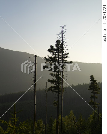 Green forest background with sunlight and trees 132081721