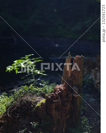 Green forest background with sunlight and trees 132081725