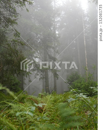 Green forest background with sunlight and trees 132081735