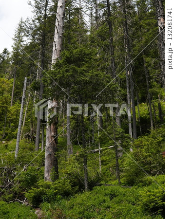 Green forest background with sunlight and trees Green forest background with sunlight and trees 132081741