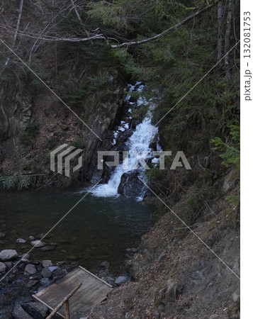Green forest background with sunlight and trees Green forest background with sunlight and trees 132081753