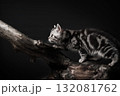 Cute little gray tabby kitten hid and hunted in a tree 132081762