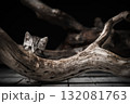 Cute little gray tabby kitten hid and hunted in a tree 132081763