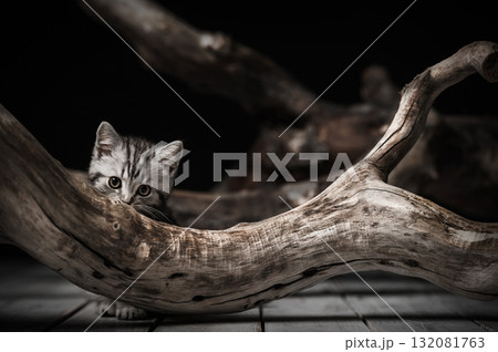 Cute little gray tabby kitten hid and hunted in a tree 132081763