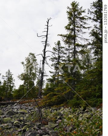 Green forest background with sunlight and trees Green forest background with sunlight and trees 132081769