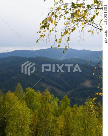 Green forest background with sunlight and trees Green forest background with sunlight and trees 132081801